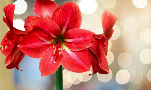 Amarylis: Kráľovský kvet aj pre tvoj svadobný deň