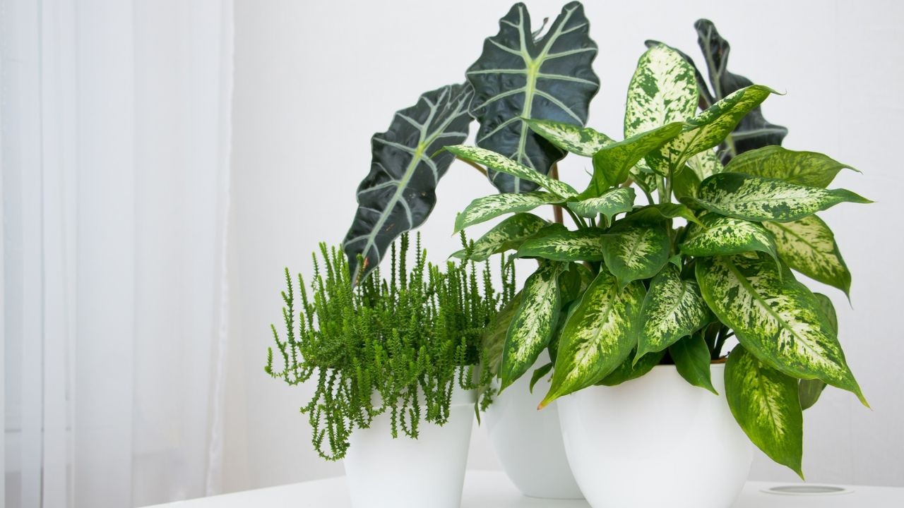 Najlepšie antistresové izbové rastliny pre relaxáciu a pohodu