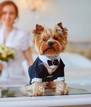 Pes na svadbe je vítaný! Máme pre teba inšpirácie, ako ho vystrojiť