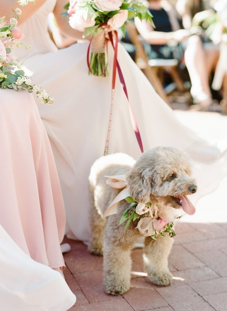 psík na svadbe