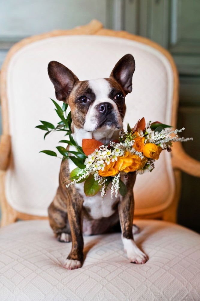 kvetinový obojok pre psa