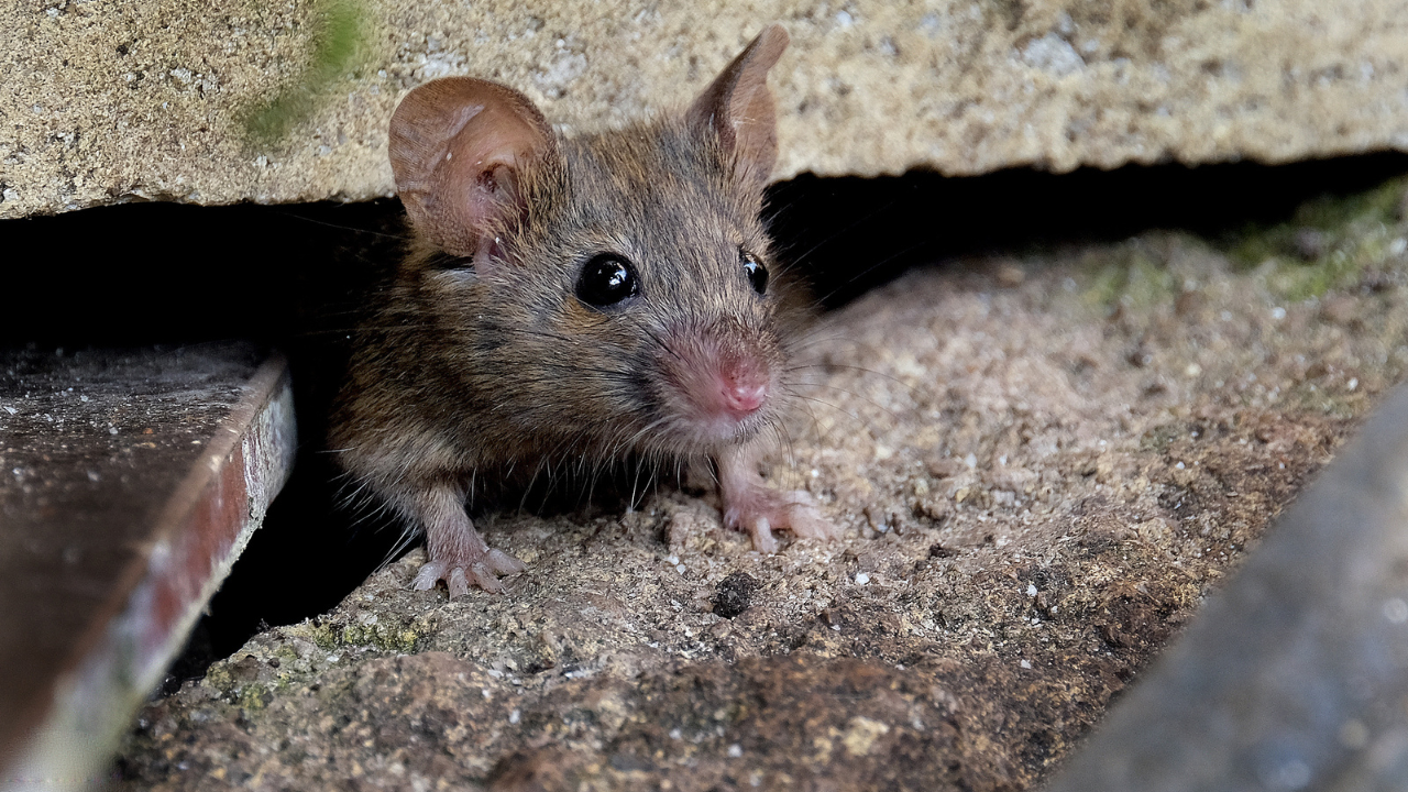 Ako sa zbaviť myší? Vyskúšajte tieto účinné spôsoby