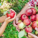 Samozber jabĺk 2023 – kde si na Slovensku nazbierať chutné jablká?